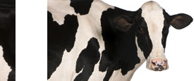 lisa_bennett_If you cut a cow in half do you get two cows?