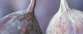 Alice Waters - A Delicious Revolution