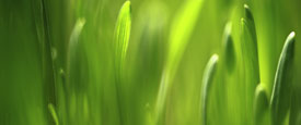 Fritjof Capra - Ecology and Community
