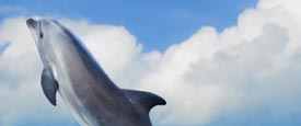 On Dolphins, Young People, And Unintended Consequences: A Conversation With Biol