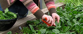 Putting the Smart by Nature Principles into Practice