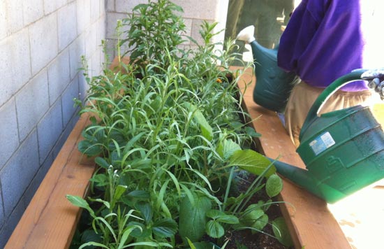 center for ecoliteracy - A Garden Grows in Juvenile Hall center for ecoliteracy - A Garden Grows in Juvenile Hall