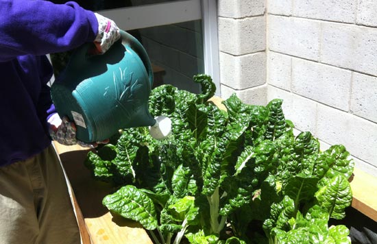 center for ecoliteracy - A Garden Grows in Juvenile Hall center for ecoliteracy - A Garden Grows in Juvenile Hall