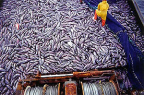 Food Supply Challenges