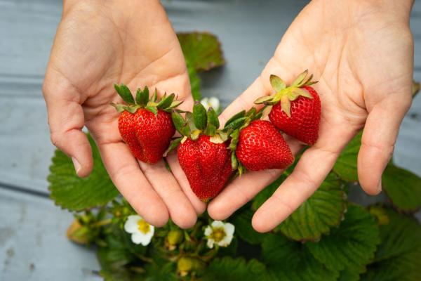 Hands holding strawberries in a garden