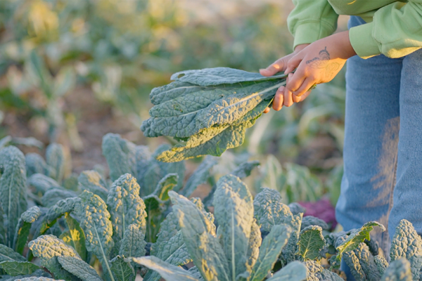 woman harvests kale