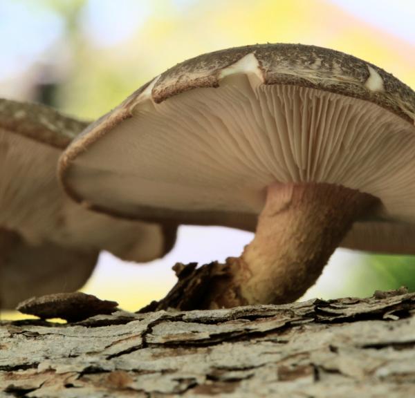 Project-based Learning with Mushrooms