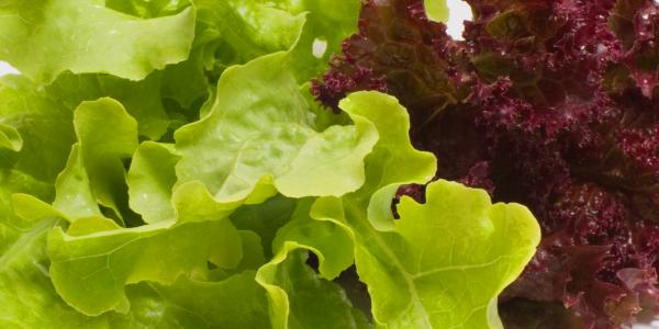 Celebrating California Food for California Kids