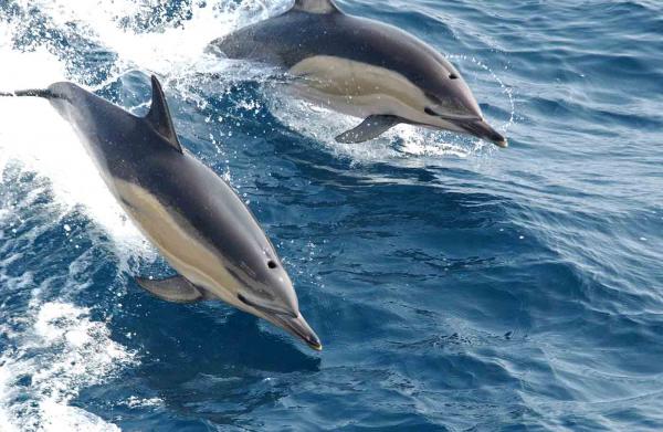 On Dolphins, Young People, And Unintended Consequences: A Conversation With Biol
