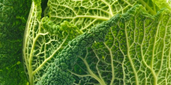 Investigating Cabbage Traditions