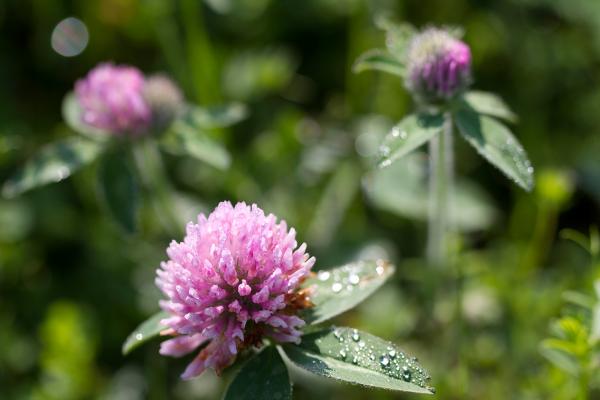 "So Much Magic around the Garden"