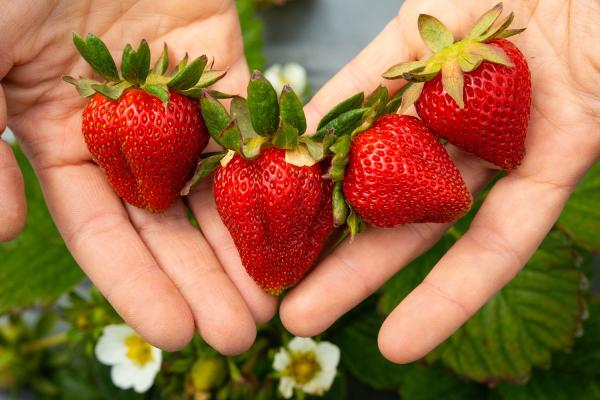 Hands holding strawberries