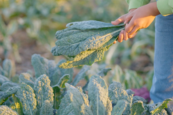 woman holding kale in field