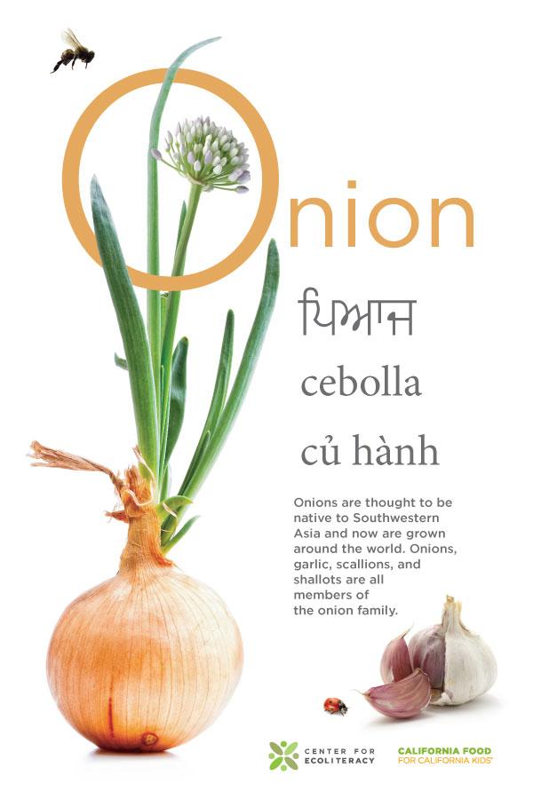 onion poster