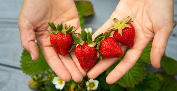 Hands holding strawberries in a garden