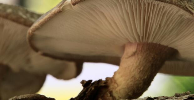 Project-based Learning with Mushrooms