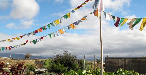 Supporting the growing school garden movement in Hawai’i